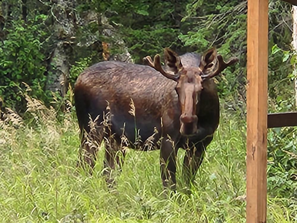 Moose in the backyard.