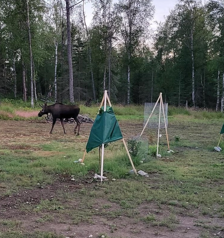 Trees Protected from Moose