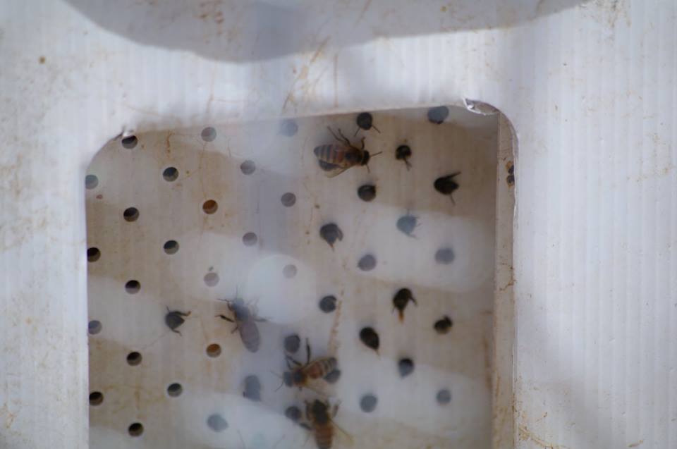 New Bees stuck in the box's vent holes